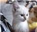 Полупородистые котята 4430148 Домашняя кошка фото в Екатеринбурге
