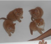 Изображение в Домашние животные Отдам даром отдам 4-х котят.родились 12 июня.все рыжие в Москве 0