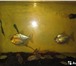 Изображение в Домашние животные Рыбки Продам аквариум на 118 литров б.у. Вместе в Томске 3 000