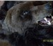 Foto в Мебель и интерьер Ковры, ковровые покрытия натуральная шкура медведя-ковер с головой в Кемерово 30 000