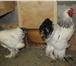 Foto в Домашние животные Птички Цыплята мясо яичной породы Кохинхины голубые в Екатеринбурге 250