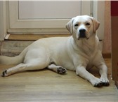 Foto в Домашние животные Найденные Пропала собака в городе Высоковск. Лабрадор-ретривер. в Высоковске 1