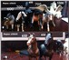 Фото в Хобби и увлечения Коллекционирование Продаю фигурки коллекционных лошадей известные в Крымск 0