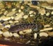 Foto в Домашние животные Рыбки Продаются аквариумные рыбки сом таракатум в Перми 51