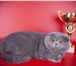 Изображение в Домашние животные Вязка Клубный, ласковый и нежный котик предлагается в Балашихе 4 500