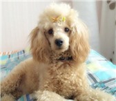 Foto в Домашние животные Вязка собак Кабель ищет девочку.пудель персикого цвета,красивый в Чебоксарах 0