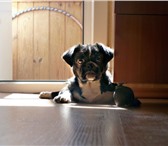 Фотография в Домашние животные Вязка собак Трехлетний пекинес-смуф (смесь с мопсом) в Нижнем Тагиле 5