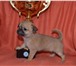 Предлагаем высокопородных щенков чихуахуа, Гш девочка 3 месяца, кобби, мини размер палевая, привитая 68396  фото в Москве