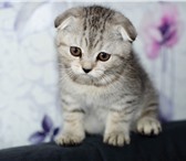 Шотландские котята 1182979 Скоттиш фолд короткошерстная фото в Нижнем Новгороде
