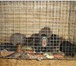 Фотография в Домашние животные Грызуны Продам нутрий, есть как взрослые - 2500, в Балашихе 2 500