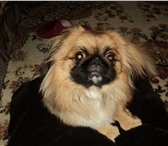 Фотография в Домашние животные Вязка собак Чистокровный пекинес 2 года ищет подругу в Астрахани 0