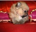 Продаётся милая очаровашка Померанский Шпиц девочка, мини дата рождения 29, 01, 2011 окрас:рыжий Ш 65275  фото в Москве