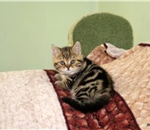 Фотография в Домашние животные Другие животные продам очень красивого котенка британской в Томске 0