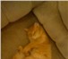 Фото в Домашние животные Найденные Ребята,помогите пожалуйста!сегодня котенка-подростка в Барнауле 0