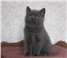 Продаются Британские котята 4372235 Британская длинношерстная фото в Санкт-Петербурге