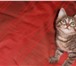 Изображение в Домашние животные Выставки кошек Котик 2 мес.Приучен к лотку. Очень игривый в Апрелевка 0