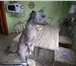 Foto в Домашние животные Услуги для животных Голый китаец 2 года, девственник, ищет опытную в Ачинске 0