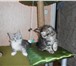 Котята породы Мейн-кун 1769938 Мейн-кун фото в Волгограде