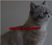 Продам подрощенного котика экзота с короткой плюшевой шерсткой и плоской мордочкой, Котик чистокров 69281  фото в Талдом