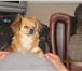 Изображение в Домашние животные Вязка собак нужен кобелек тибетского спаниеля для вязки. в Волгограде 0