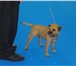 Фото в Домашние животные Стрижка собак Профессиональный тримминг и стрижка собак. в Рязани 0