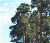 Изображение в Строительство и ремонт Строительные материалы Срочно продается 574 куба соснового леса. в Казани 800