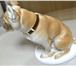 Foto в Хобби и увлечения Антиквариат Фарфоровая собака — статуэтка ЛФЗтатуэтка в Москве 1 900