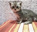Котята Британцы 3443127 Британская короткошерстная фото в Батайске