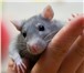 Фотография в Домашние животные Грызуны Порода:Атласная крыса (Satin) окрасы:Черный в Челябинске 100