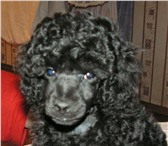 Продается щенок черного карликового пуделя, сука, 2, 5 мес, Прекрасная родословная, дед - лучший 68269  фото в Екатеринбурге