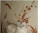Фотография в Домашние животные Услуги для животных Вислоухий кот в полном расцвете сил, приглашает в Махачкале 1 000