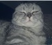 Изображение в Домашние животные Вязка Шикарный кот Антонио с нетерпением ждёт в в Екатеринбурге 2 500