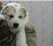 Продаются щенки среднеазиатской овчарки от родителей чемпионов РФ 2008 Рожденные 11, 10, 2010г, 64739  фото в Казани