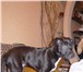 Foto в Домашние животные Найденные Найден щенок в районе ул Мичурина - Горького в Калуге 100