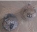 Мини померанские мишки 2298585 Померанский шпиц фото в Москве