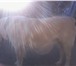 Фотография в Домашние животные Услуги для животных Крупный кобель среднеазиатской овчарки предлагается в Челябинске 0