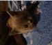 Фотография в Домашние животные Вязка Вязка с котом Скоттиш-страйт (ушки прямые)Кот в Москве 2 000