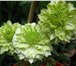 Фото в Домашние животные Растения Клематис – это многолетняя, обильно и длительно в Сочи 150
