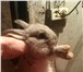 Изображение в Домашние животные Другие животные Продаю кроликов, 2 светлых, 1 серый, 3 черных. в Владимире 600