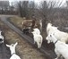 Foto в Домашние животные Другие животные чешские.альпийские.,заанинские козы 20шт.Дойные.Звоните в Липецке 1 000