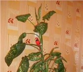 Изображение в Прочее,  разное Разное Продам домашний цветок - «Дифинбахин»,  высота в Омске 500