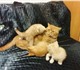 У нас подрастают котята. Есть очаровател