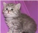 Питомник «Хелен-Айс» предлагает котят породы шотландская прямоухая и вислоухая (скоттиш страйт, 69505  фото в Москве