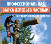 Изображение в Прочее,  разное Разное Профессиональное удаление (валка) деревьев в Санкт-Петербурге 1