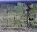Фото в Домашние животные Растения Продаю сено луговое, разнотравье тюк квадратный. в Барнауле 70