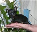 Продам щенка мини руский той-терьер, 1, 5 года, гладкошорстная, коричнево-подпалая девочка, сама ку 65116  фото в Калининграде