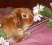 Фотография в Домашние животные Другие животные Питомник Декоративных Кроликов «Красная Жемчужина» в Владимире 6 000