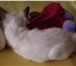 Котята породы меконгский бобтейл 1042324 Меконгский бобтейл фото в Екатеринбурге
