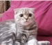 Фото в Домашние животные Вязка Кошечке 10 месяцев скотиш фолд ищет котика в Самаре 0