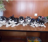 Продам щенков хаски 650963 Сибирский хаски фото в Красноярске